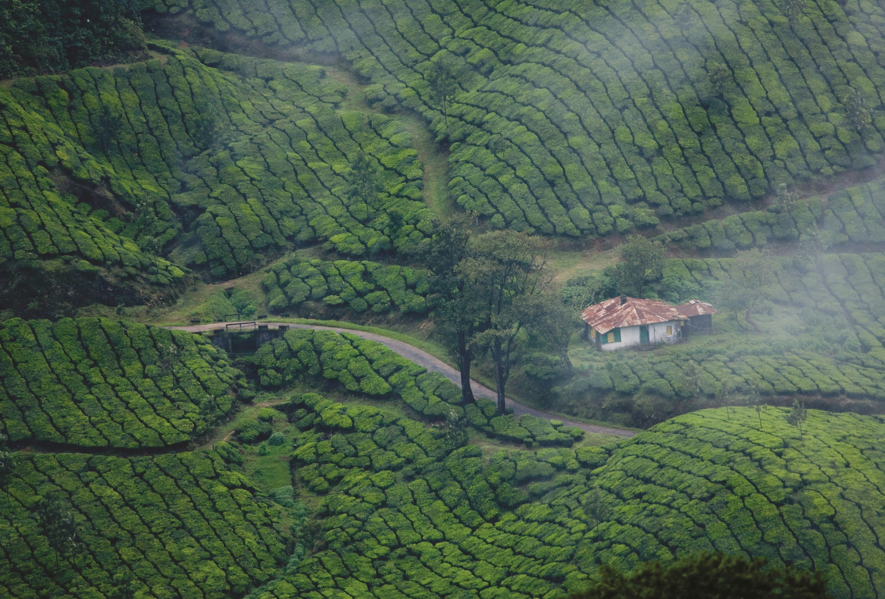 Munnar Tea Gardens